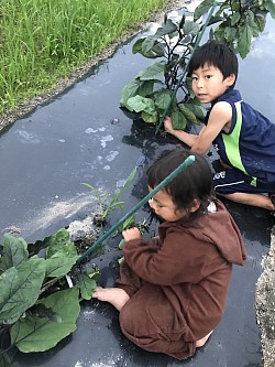 苗植え