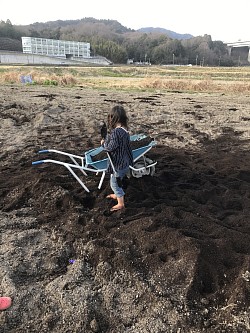 コーヒー堆肥配り