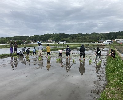 田植え体験