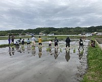 5月1日の田植えの様子