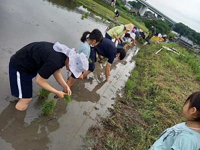 第2回田植えの様子