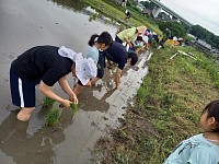 田植え