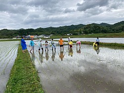 田植え体験無事終了