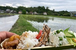 猿投山麓の大自然の中　　　　　 家族でおいしい農業体験  第一弾　田植え体験　無事終了しました。  雨予報でしたが、体験中ほとんど降られず楽しくおいしく行えました😊  今年は真っ直ぐ植えられて更にスピードアップ  お昼は蜂蜜新玉たっぷりのチキンバターカレー、豆ご飯、蒸し新玉ネギの醤油バター、ハーブチキンとトマトのサラダ、あとデザートにパンケーキを60枚くらい焼きました、はやと農園のはちみつをかけてはちみつってなんか幸せを感じるって食べていました！  次回は5月28日餅米の田植え体験 　　　6月10日じゃがいも掘り体験 まだ予約間に合いますよ！！ ＃はやと農園農業体験