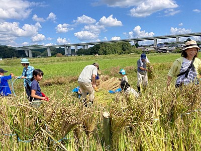 稲刈り