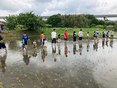 田植え体験