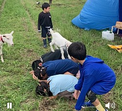 農園の子山羊と戯れ